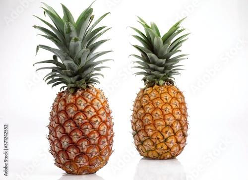 Pineapple, ananas comosus, Fruits against White Background © slowmotiongli