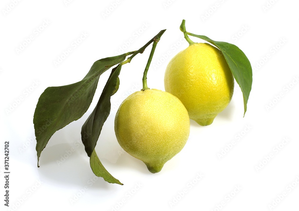 Yellow Lemon, citrus limonum, Fruits against White Background
