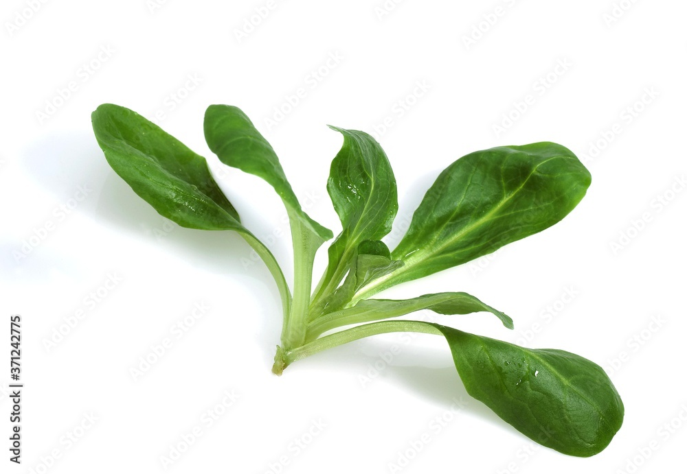 Corn Salad or Lamb's Lettuce, valerianella olitoria against White Background Corn Salad or Lamb's Lettuce, valerianella olitoria against White Background