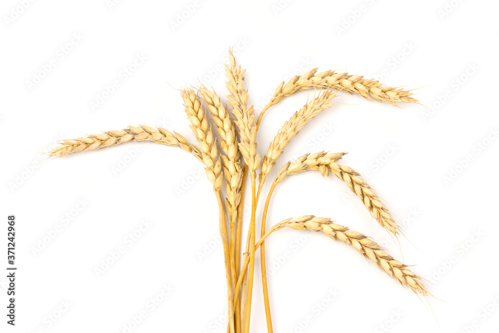 Fototapeta premium Spikelets of golden wheat, isolated on white background