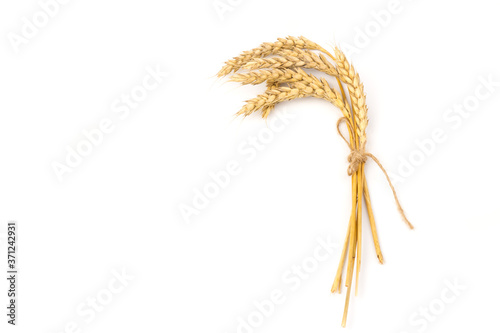Spikelets of golden wheat, isolated on white background