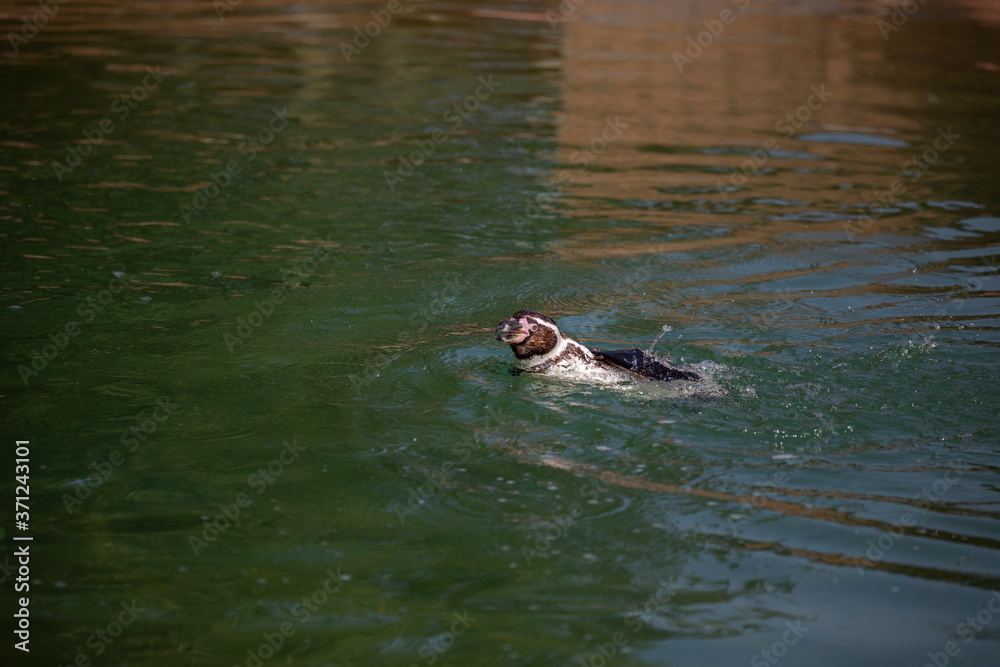 Humboldt penguin, Spheniscus humboldti, swimming in water.