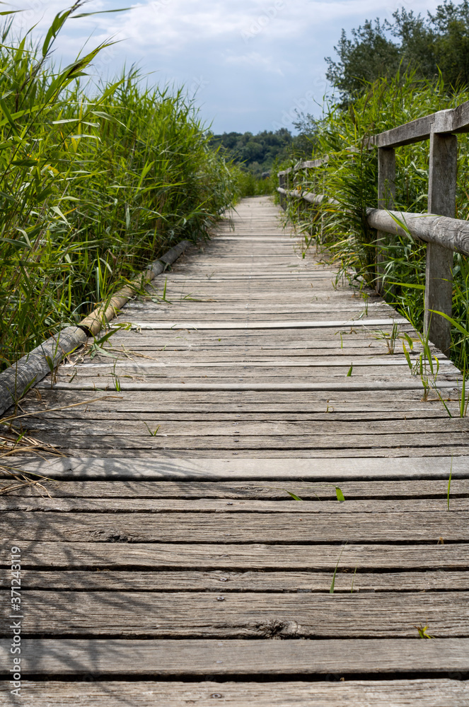 Wooden old board walk between big grass in the summer at the baltic sea in germany Wooden old board walk between big grass in the summer at the baltic sea in germany
