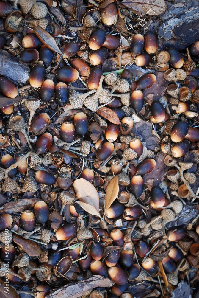 Autumn Acorn Abstract Autumn Acorn Abstract