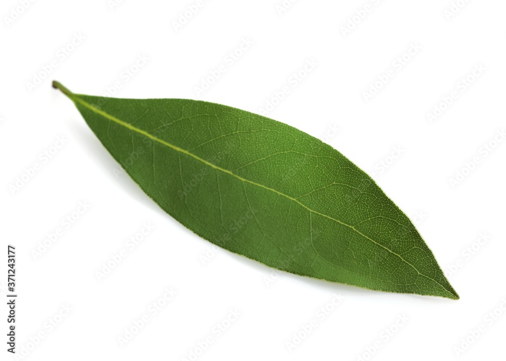Obraz premium Sweet Bay or Bay Laurel, laurus nobilis, Leaf against White Background