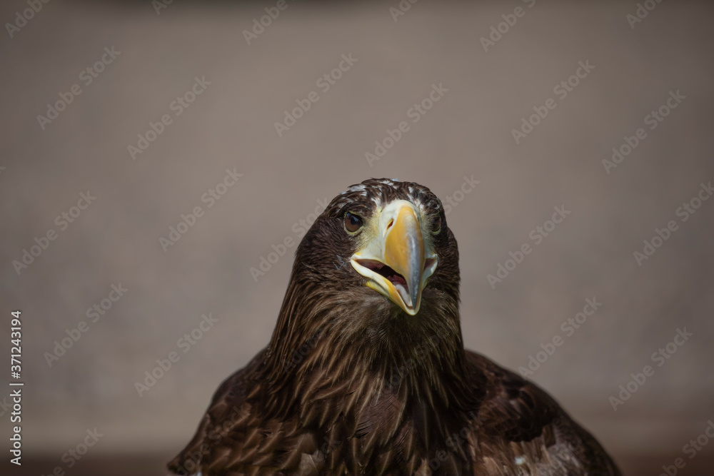 Obraz premium Stellar sea eagle, haliaeetus pelagicus, close up head detail/portrait with background.