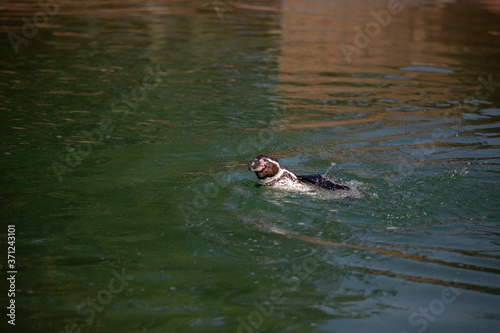 Obraz na płótnie Humboldt penguin, Spheniscus humboldti, swimming in water. w salonie