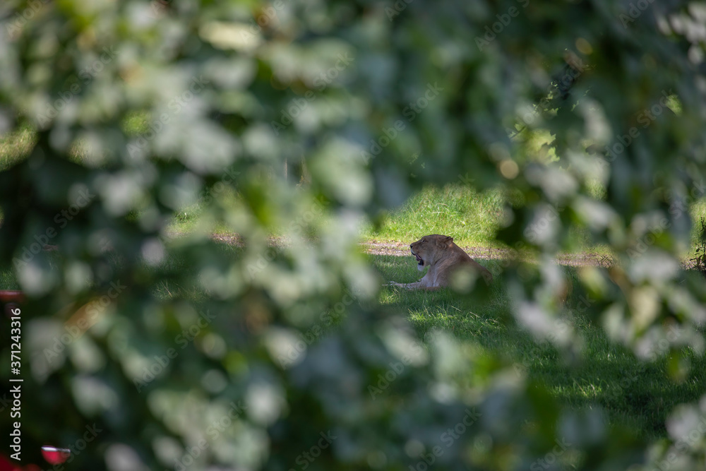 lion cub, panthera leo, sitting in the distance on open grassland.