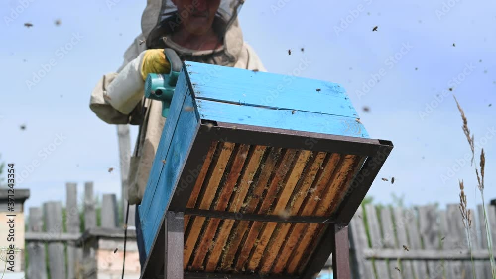 Beekeeper uses air-blowing device to brush bees aside. Bees swarm in ...