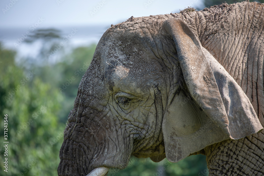 Elephant, Loxodonta africana, facial and body detail with green background.