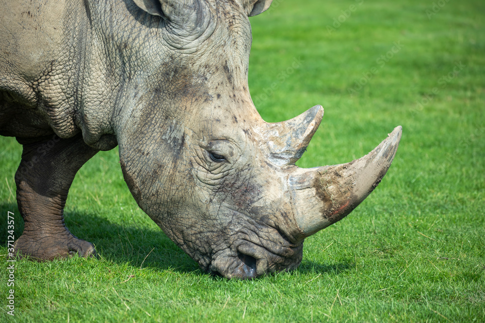 Rhino, Ceratotherium simum simum, close up horn and head portrait.