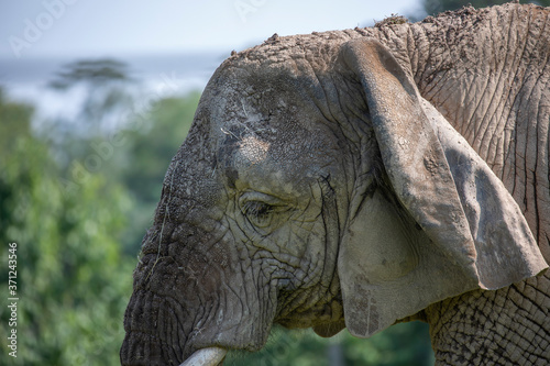 Obraz na płótnie Elephant, Loxodonta africana, facial and body detail with green background. w salonie