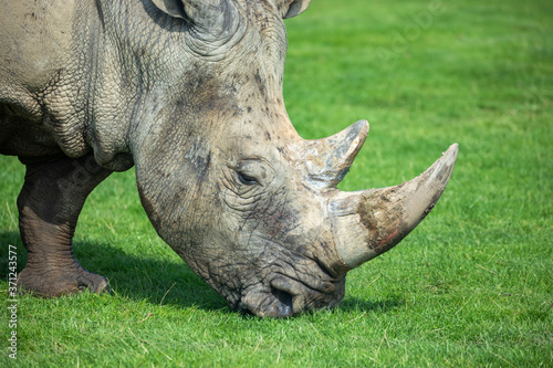 Obraz na płótnie Rhino, Ceratotherium simum simum, close up horn and head portrait. w salonie