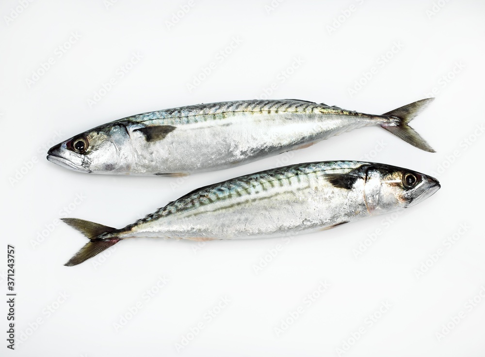 Mackerel, scomber scombrus, Fresh Fishes against White Background