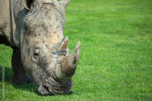 Fotografía Rhino, Ceratotherium simum simum, close up horn and head portrait