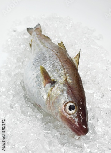 Whiting, merlangius merlangus, Fresh Fish on Ice photo