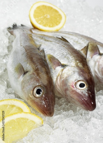 Whiting with Lemon, merlangius merlangus, Fresh Fishes on Ice photo