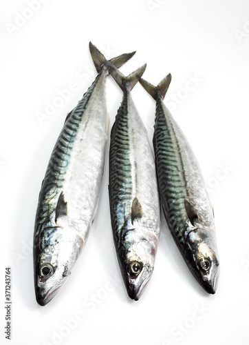 Mackerel, scomber scombrus, Fresh Fishes against White Background