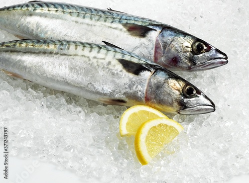 Mackerel with Lemon, scomber scombrus, Fresh Fishes on Ice