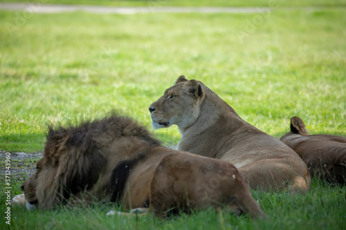 Obraz na płótnie male and Female lion, panthera leo, sitting together in the shade. w salonie