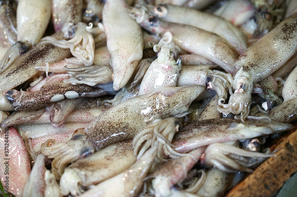 Fresh Squids, coleoidea sp. on Fish Stall Fresh Squids, coleoidea sp. on Fish Stall