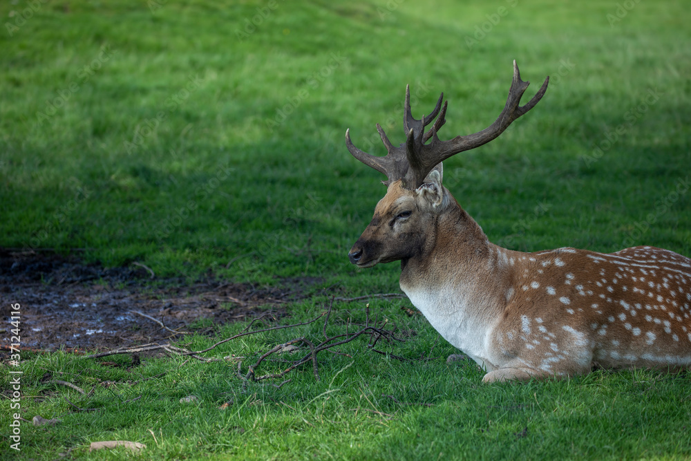 Fallow deer stag, Dama dama, sitting on grass resting with head detail