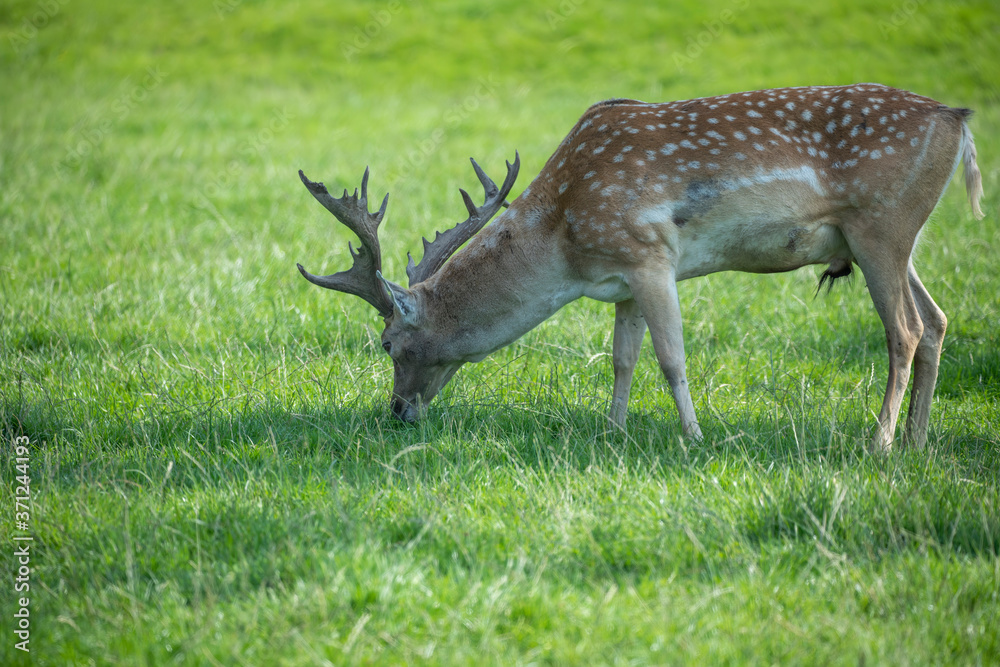 Fallow deer stag, Dama dama, standing showing full body while eating grass.