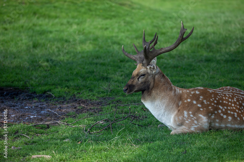 Fallow deer stag  Dama dama  sitting on grass resting with head detail