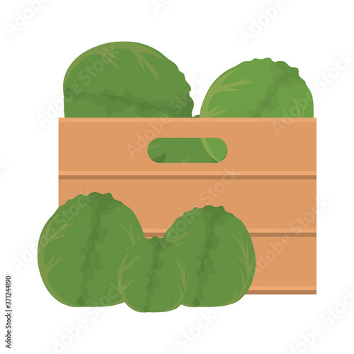 lettuces inside box design, Vegetable organic food healthy fresh natural and market theme Vector illustration