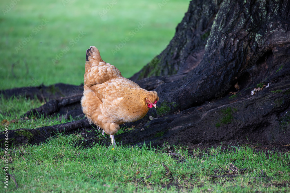 Rooster chicken, Gallus gallus domesticus, close up while walking around tree.