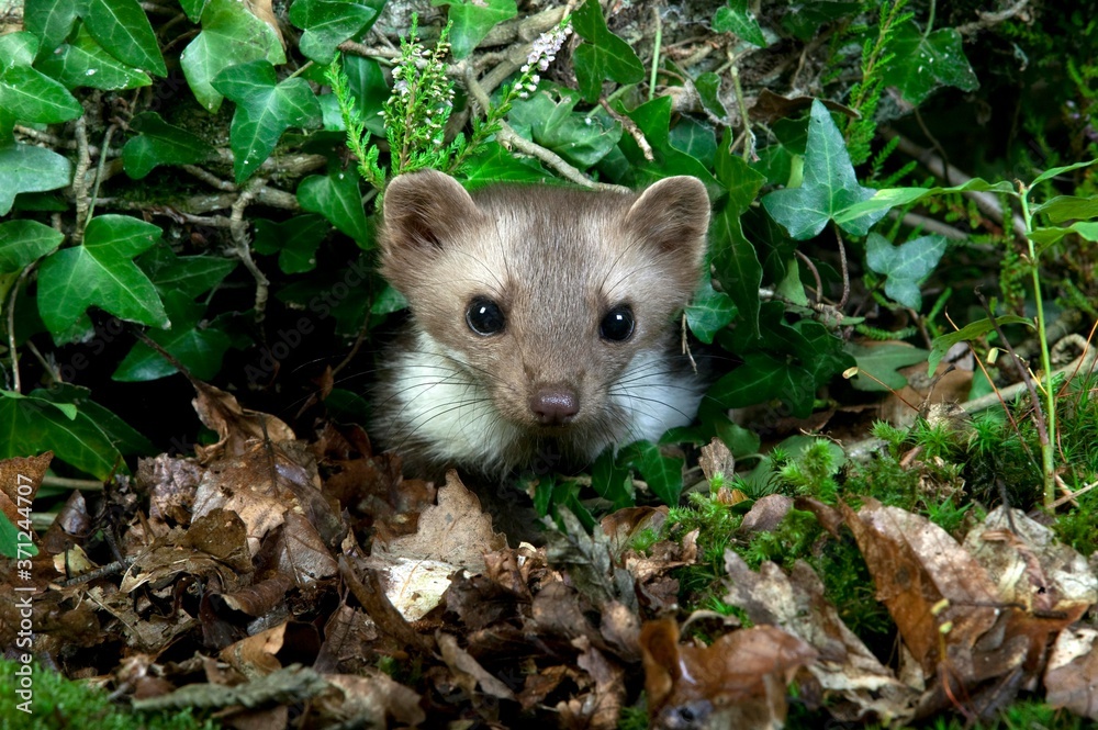 Stone Marten or Beech Marten, martes foina, Adult standing amongst Vegetation, Normandy Stone Marten or Beech Marten, martes foina, Adult standing amongst Vegetation, Normandy