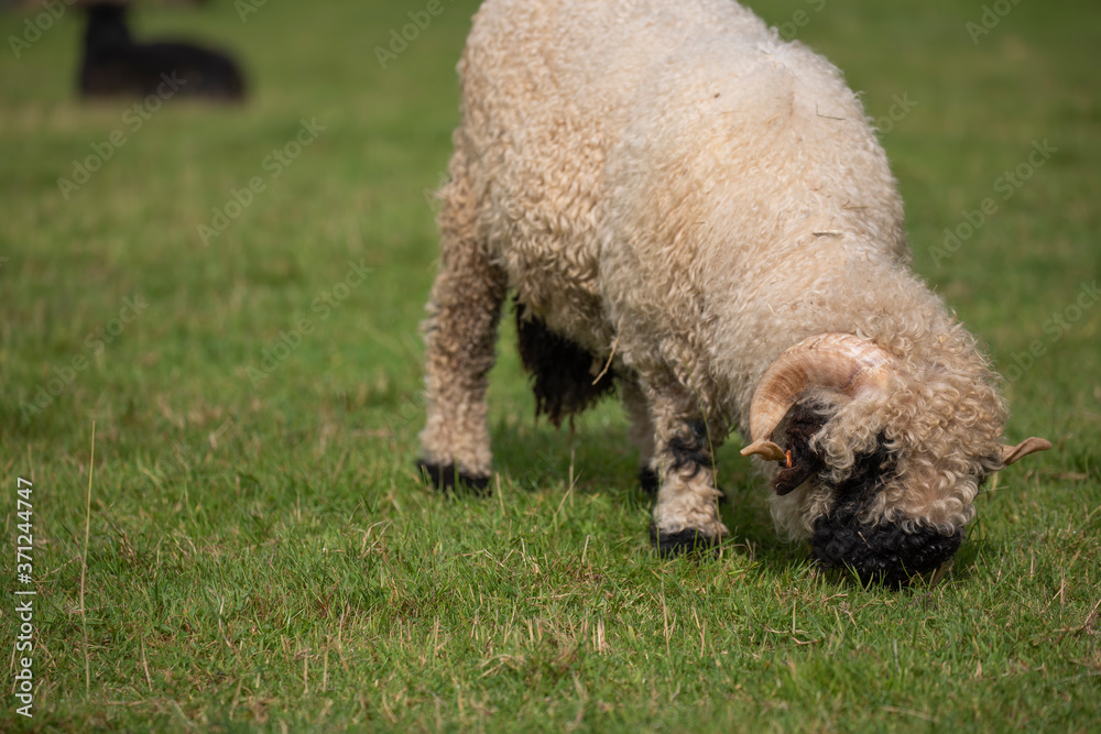 close up of thick fluffy wooly sheep with horns eating on grass.