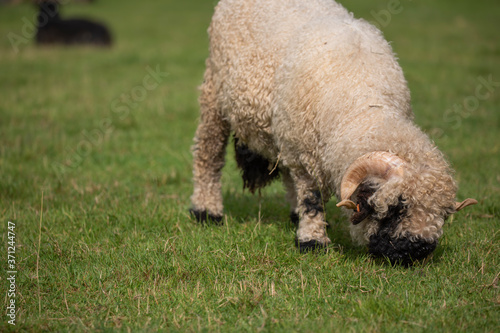 Obraz na płótnie close up of thick fluffy wooly sheep with horns eating on grass. w salonie