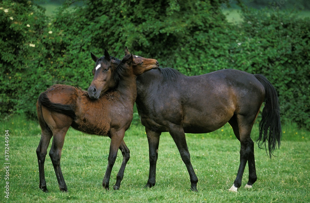 English thoroughbred Horse, Mare with Foal standing in Paddock English thoroughbred Horse, Mare with Foal standing in Paddock