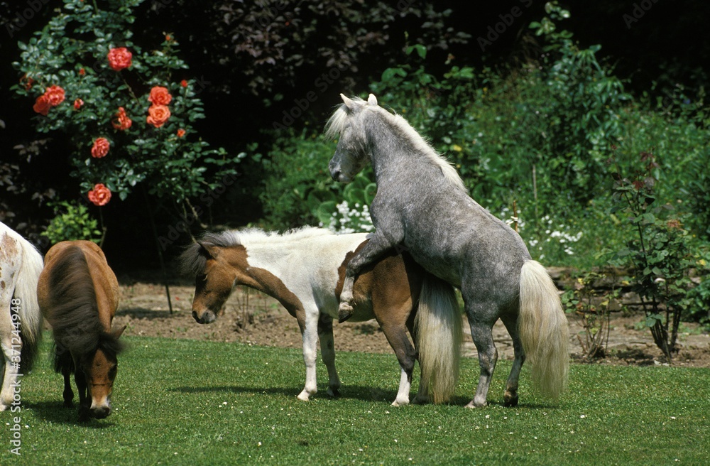 Fototapeta premium American Miniature Horse, Pair mating