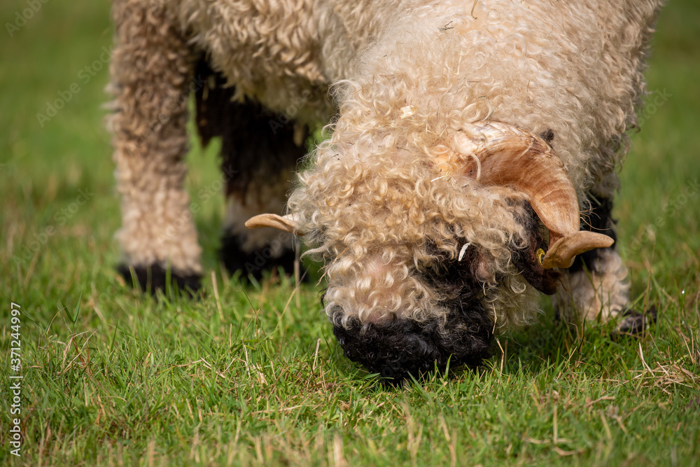 close up of thick fluffy wooly sheep with horns eating on grass.