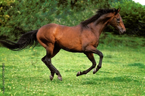 Fototapeta Naklejka Na Ścianę i Meble -  English thoroughbred Horse Galloping through Paddock