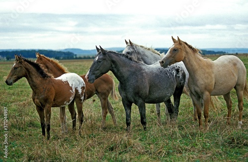 American Saddlebred Horse  Herd standing in Meadow