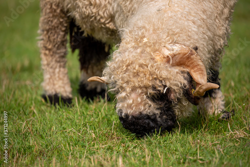 close up of thick fluffy wooly sheep with horns eating on grass.