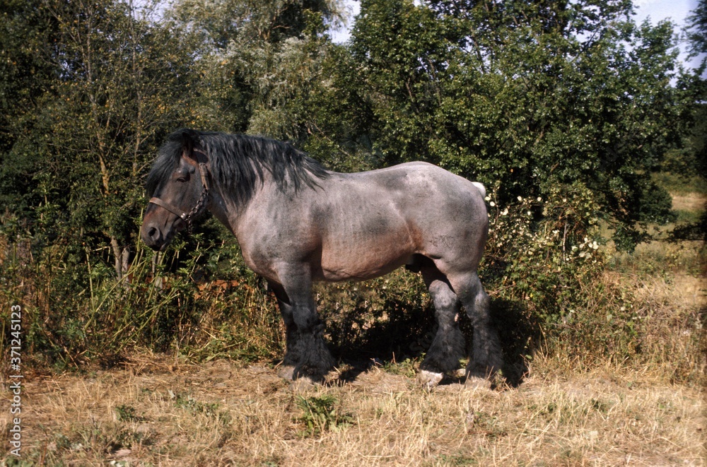 Naklejka premium Ardenese Horse standing on Dry Grass