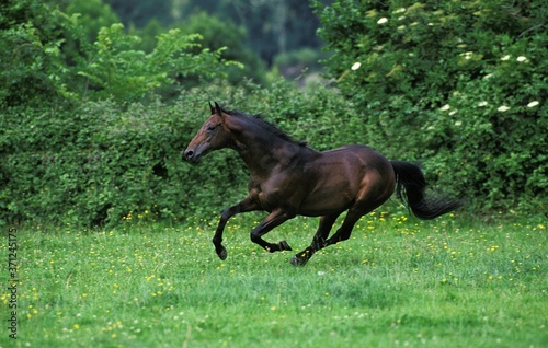 English thoroughbred Horse Galloping through Paddock