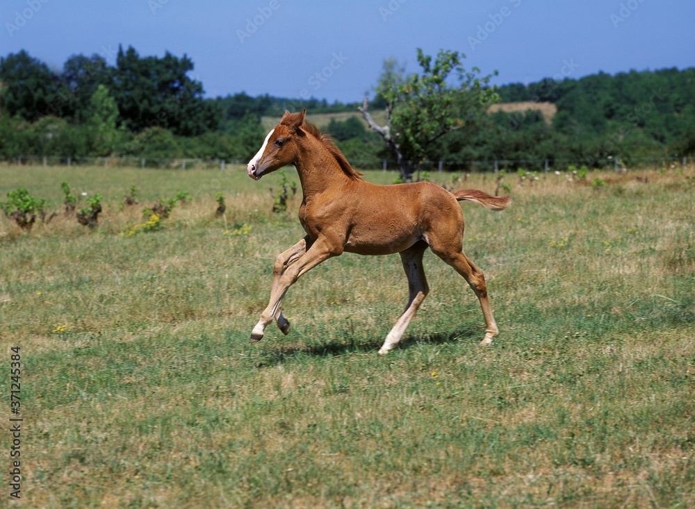Anglo Arab Horse, Foal Galloping through Meadow Anglo Arab Horse, Foal Galloping through Meadow