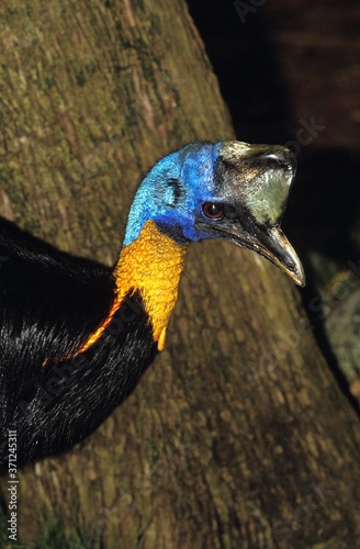 Northern Cassowary or One-Wattled Cassowary, casuarius unappendiculatus, Portrait of Adult photo