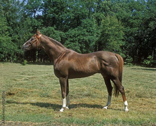 Anglo Arab Horse standing in Meadow