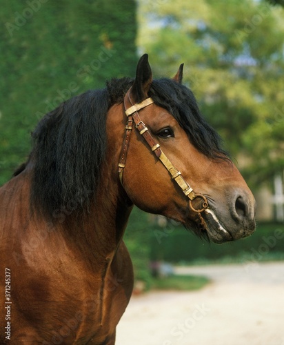 Ardenese Horse  Portrait  Haras de Compiegne in France