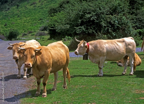 Blonde d'Aquitaine, Domestic Cattle from France, Herd Near Road © slowmotiongli