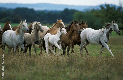 American Saddlebred Horse  Herd Galloping through Meadow