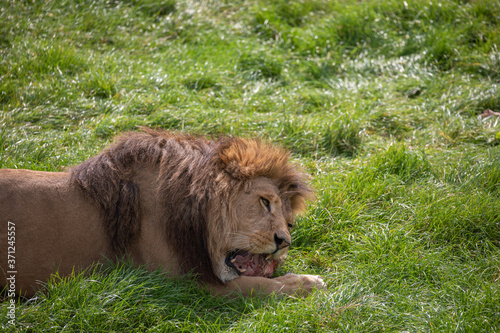 Obraz na płótnie male lion, panthera leo, laying on grassland eating. w salonie