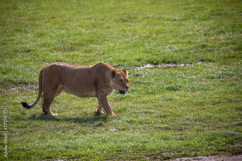 female lion, panthera leo, sitting /walking on grassland.