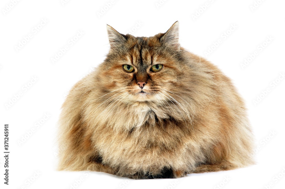 Tortoiseshell Persian Domestic Cat, Adult laying against White Background
